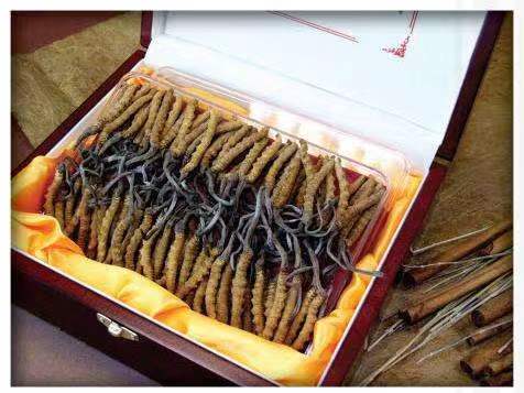 宜黄冬虫夏草回收